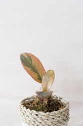 Philodendron black cardinal variegata